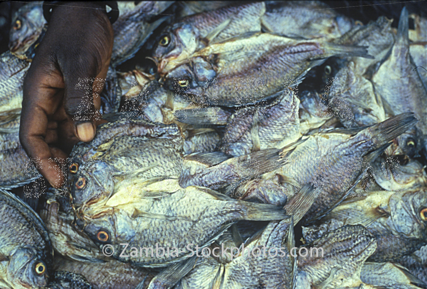 kafue fish.jpg - zambia-stockphotos.com