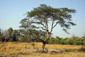 Acacia Gerradii.jpg - Zamstockphotos.com