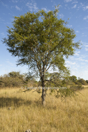 Acacia Sieberiana.jpg - Zamstockphotos.com