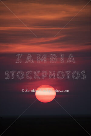 _DSC9374.jpg - zambia-stockphotos.com