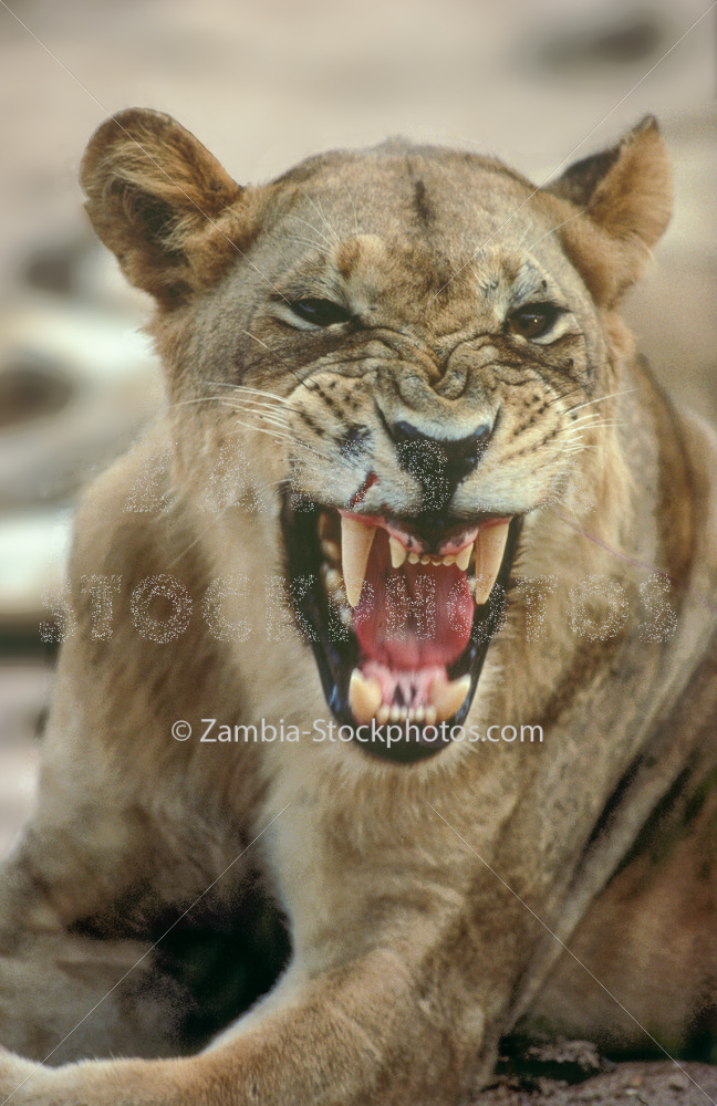 Lion snarl.jpg - Zamstockphotos.com