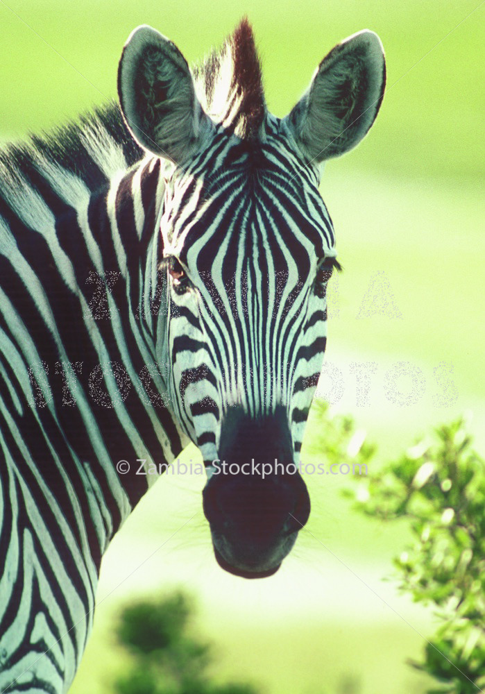 Zebra 100.jpg - Zamstockphotos.com