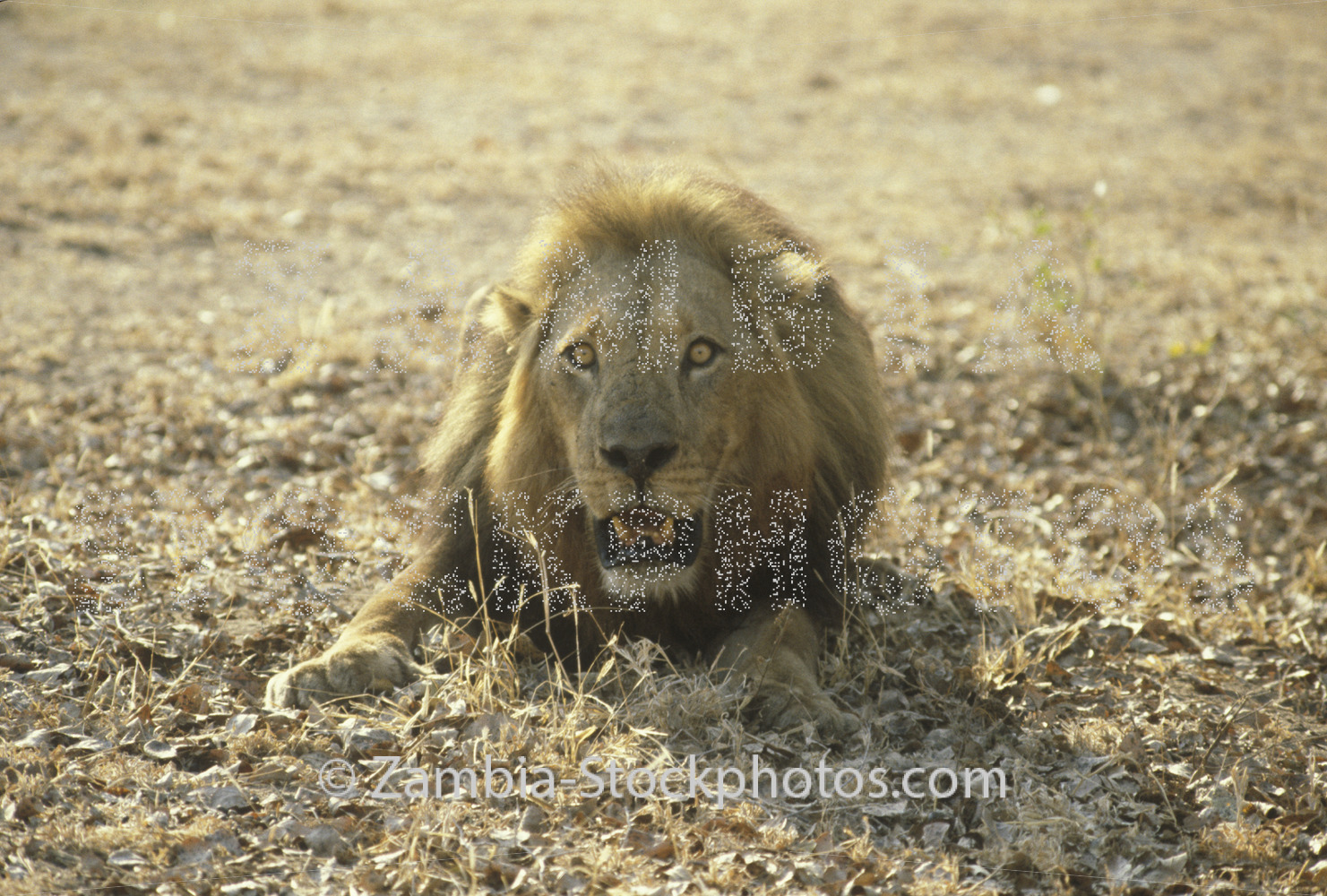 lion crouching.jpg - Zamstockphotos.com