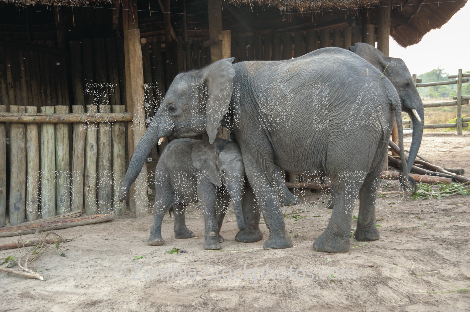 Elephant Orphanage 3 tiff.jpg - Zamstockphotos.com