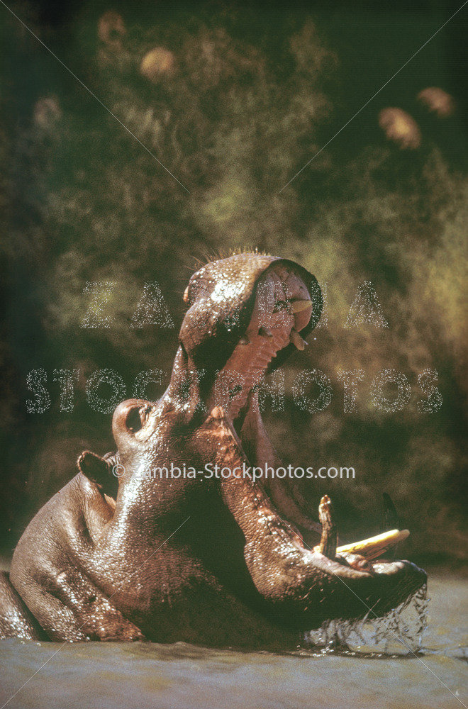 Hippo Open Mouth 2.jpg - Zamstockphotos.com