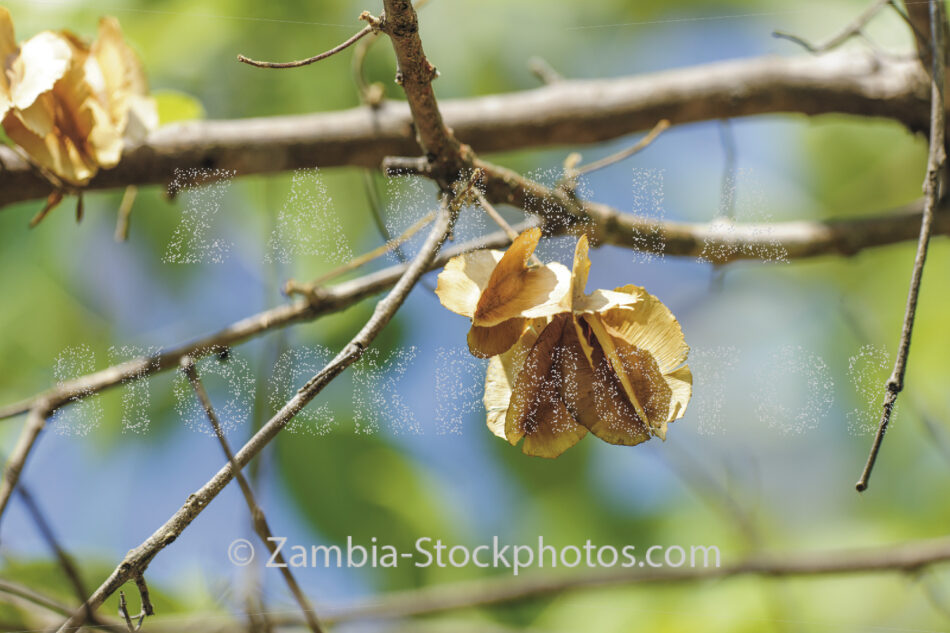 KNP_K6X6886-55310.jpg - Zamstockphotos.com