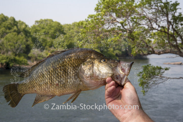 KNP_KP30230-36009.jpg - Zamstockphotos.com