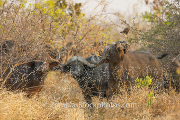 KNP_KP68306-36466.jpg - Zamstockphotos.com