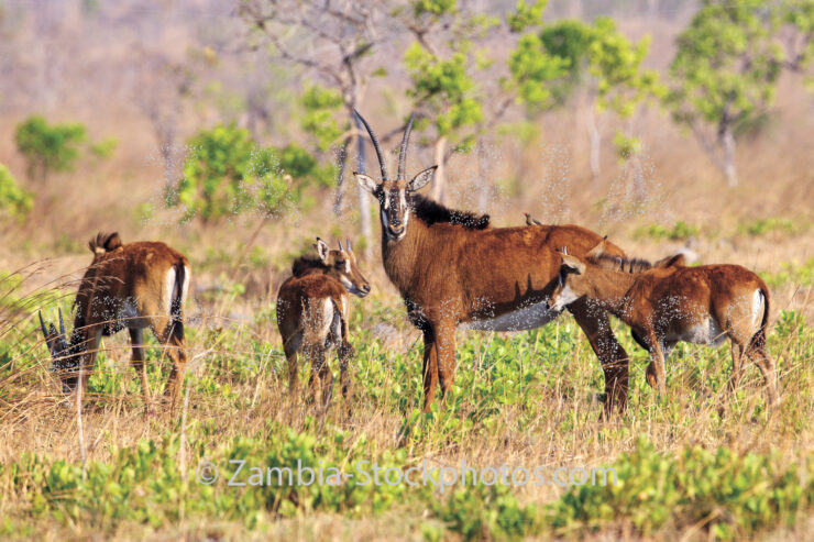 KNP_KP69029-37626.jpg - Zamstockphotos.com