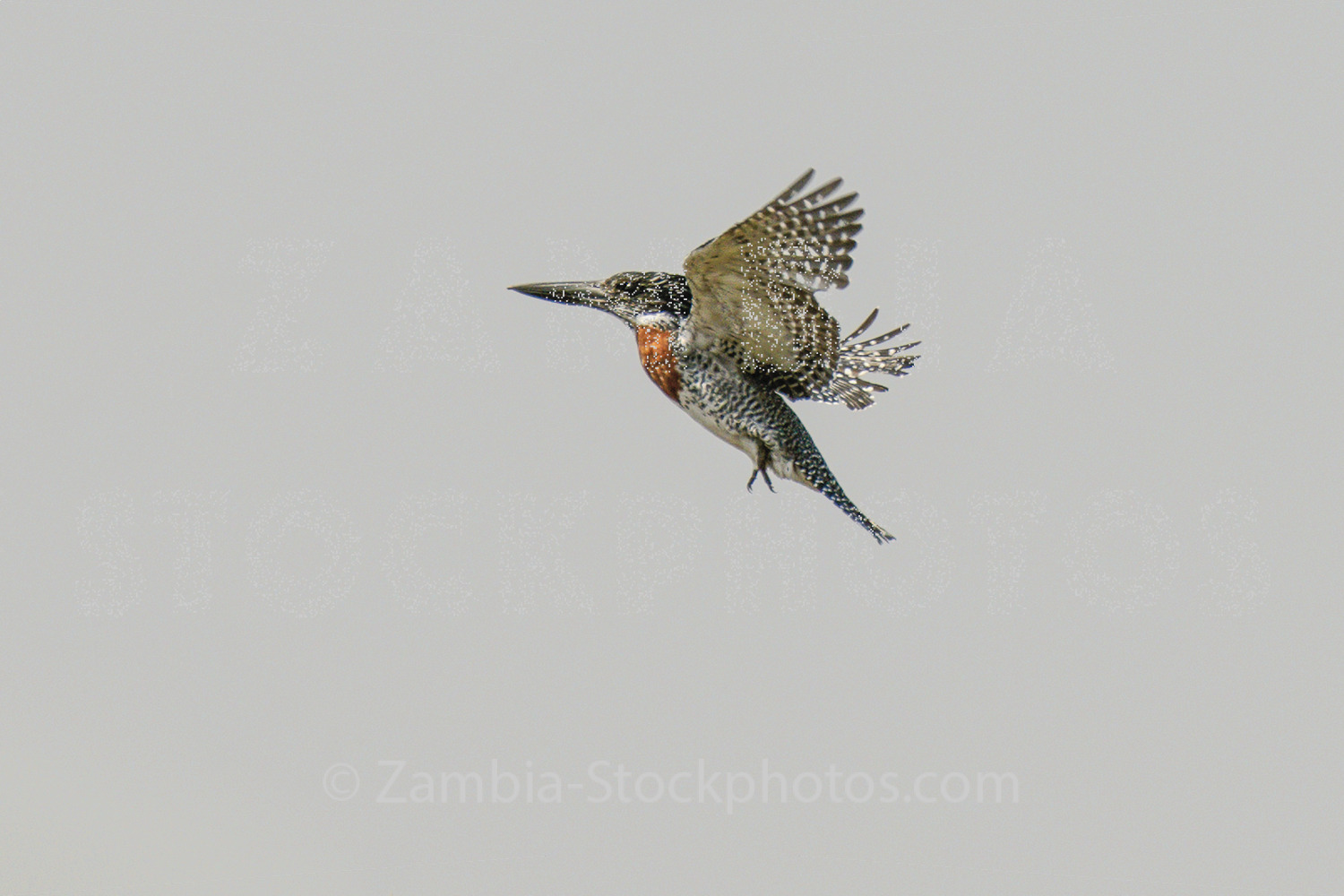 Kingfisher 2.jpg - Zamstockphotos.com