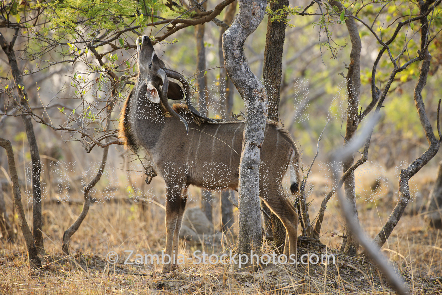Kudu eating.jpg - Zamstockphotos.com