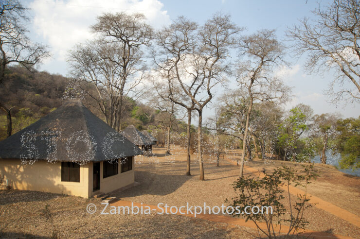 Leopard.jpg - Zamstockphotos.com