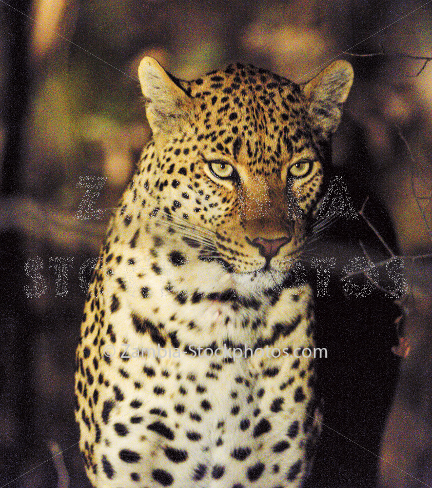 Leopard_1.jpg - Zamstockphotos.com