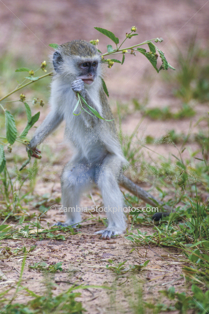 Monkey standing uptiff.jpg - Zamstockphotos.com