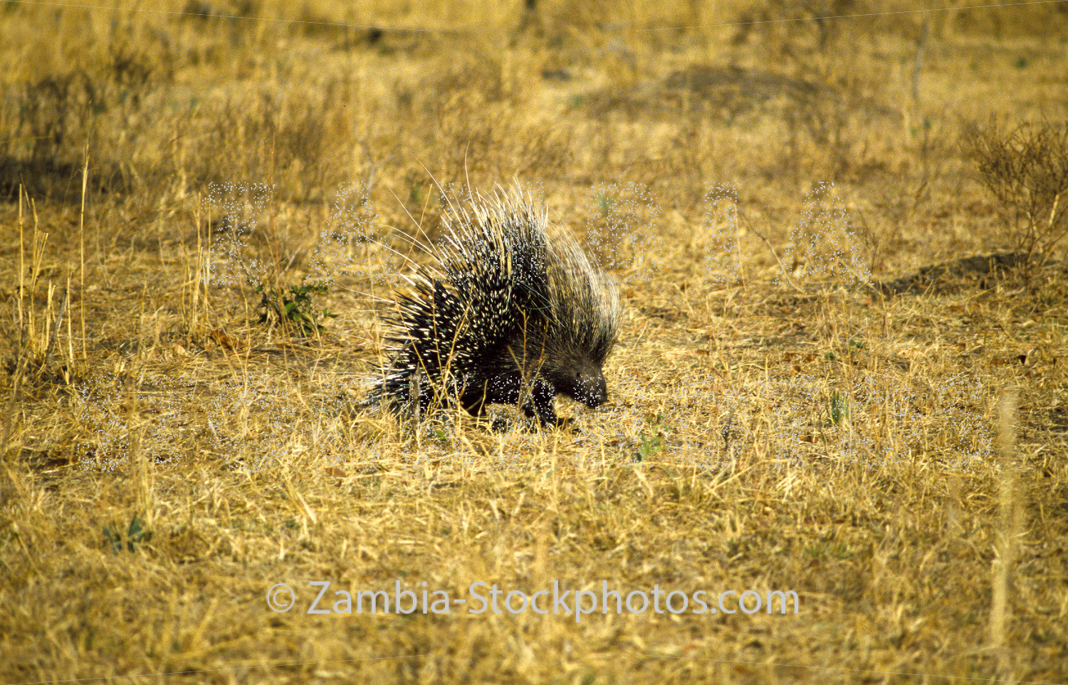Porcupine.jpg - Zamstockphotos.com