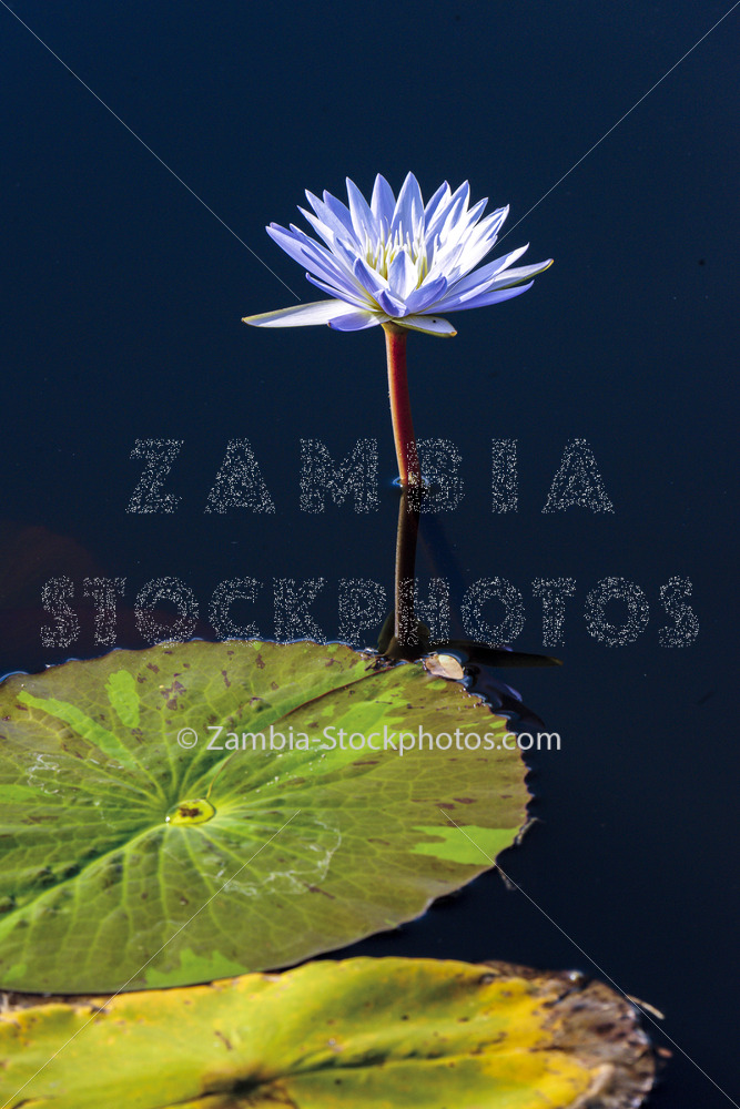 Water Lily.jpg - Zamstockphotos.com