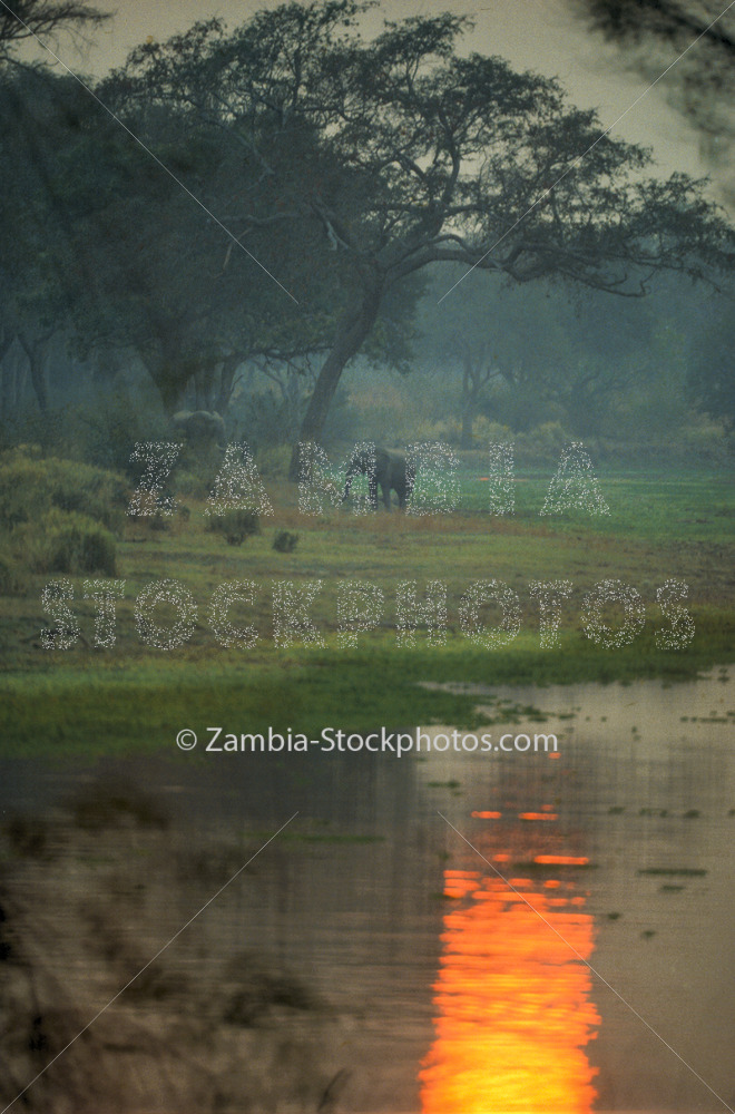 Luangwa Elephant Sunset.jpg - Zamstockphotos.com