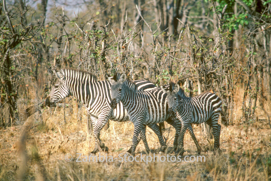 ZEBRA 15.jpg - Zamstockphotos.com