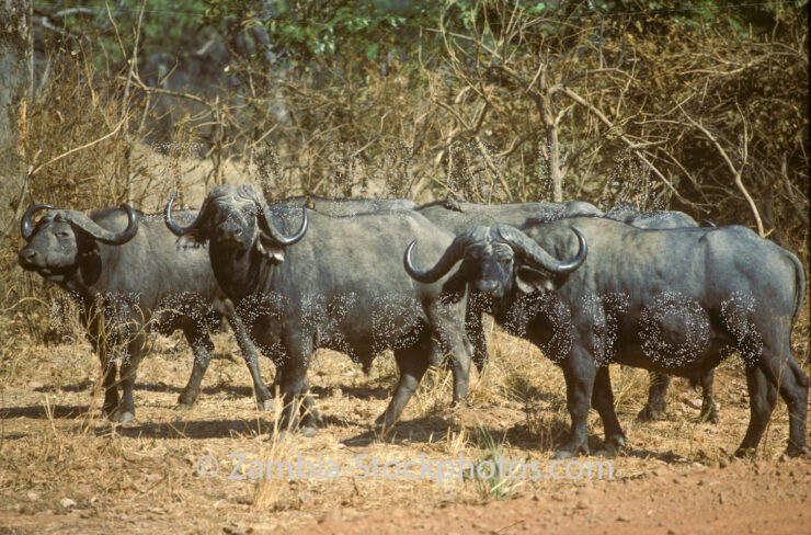 buffalo.jpg - Zamstockphotos.com