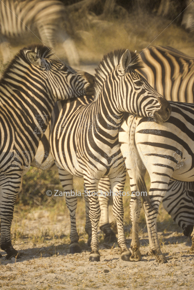 group of zebra.jpg - Zamstockphotos.com