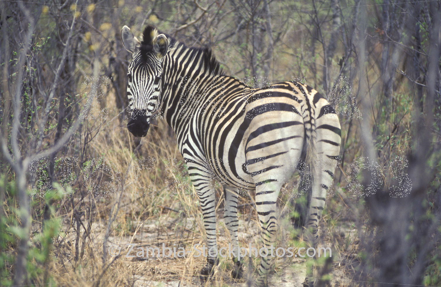 lone zebra.jpg - Zamstockphotos.com