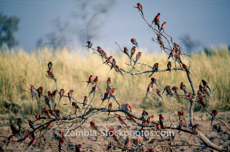 red birds in bush pg11.jpg - Zamstockphotos.com