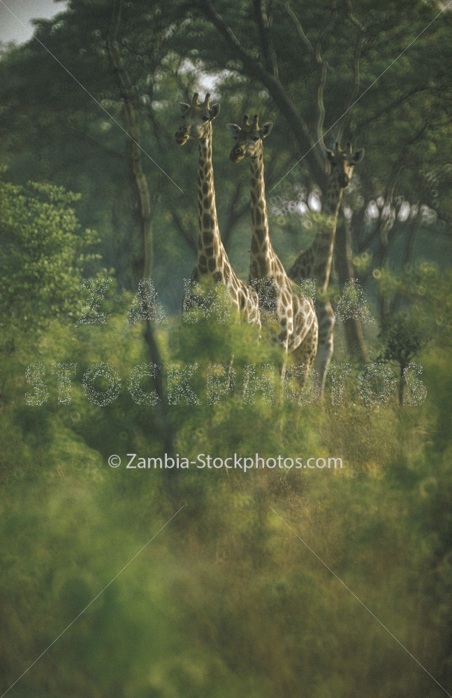 trio of giraffe.jpg - Zamstockphotos.com