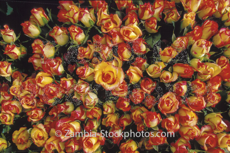 AGR_roses-1-jpg - Zamstockphotos.com