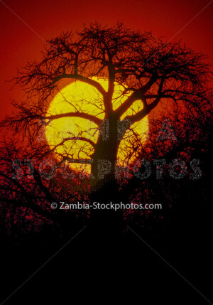 baobab sunset100dpi.jpg - Zamstockphotos.com