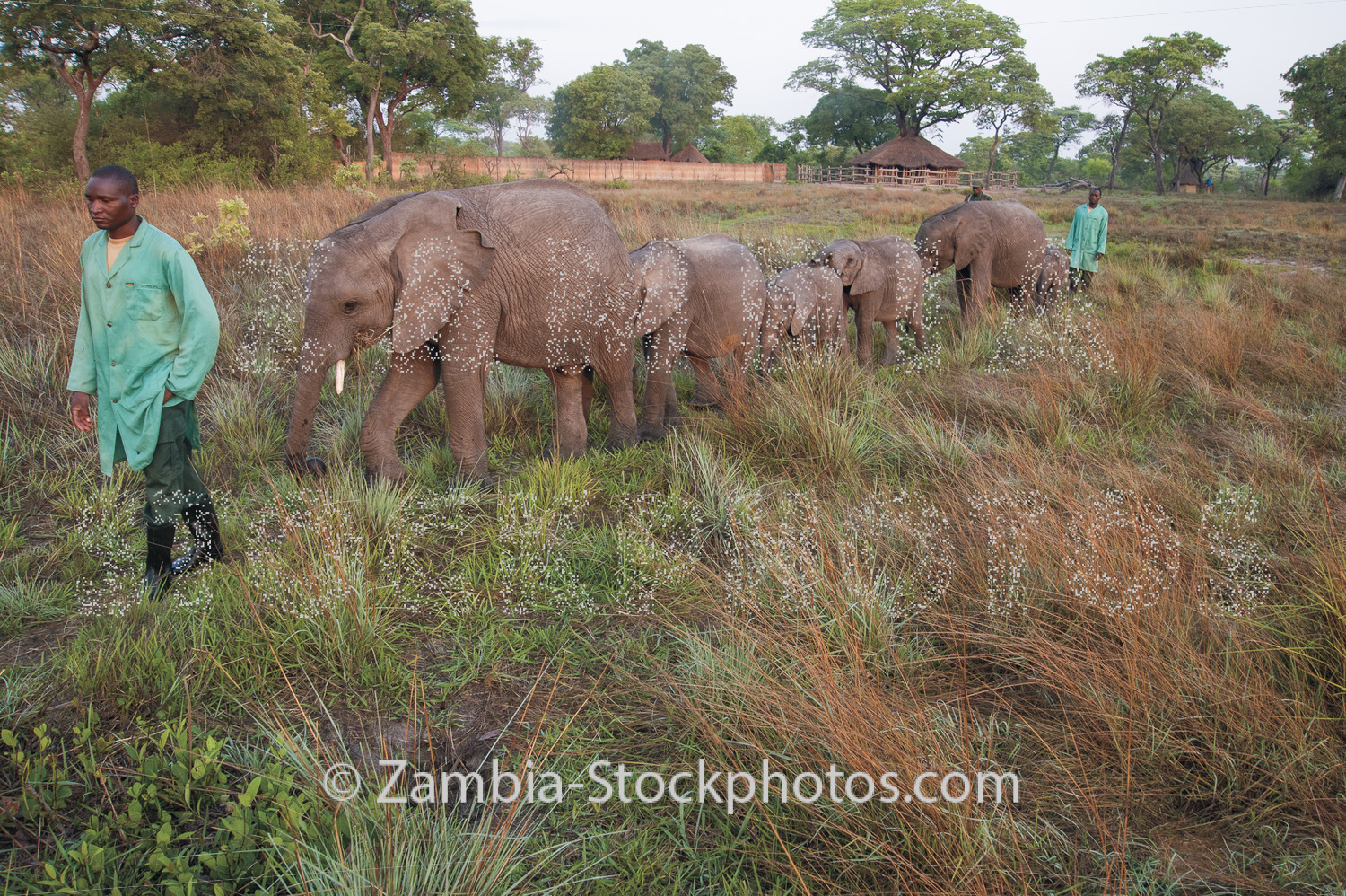 Elephant Orphanage 1 tiff.jpg - Zamstockphotos.com