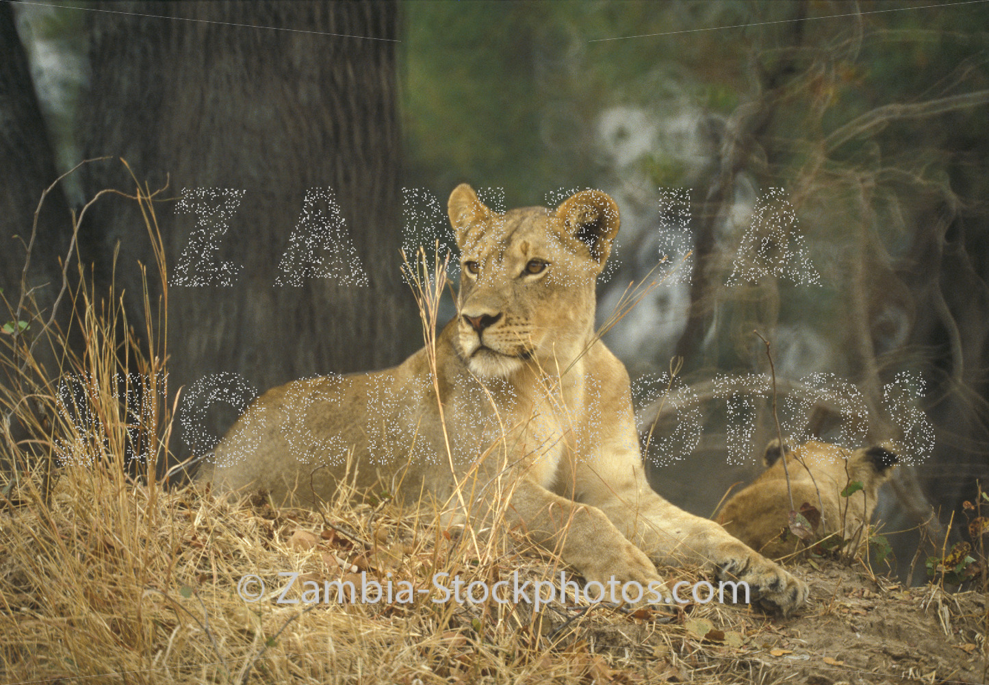 KAFUE LION.jpg - Zamstockphotos.com