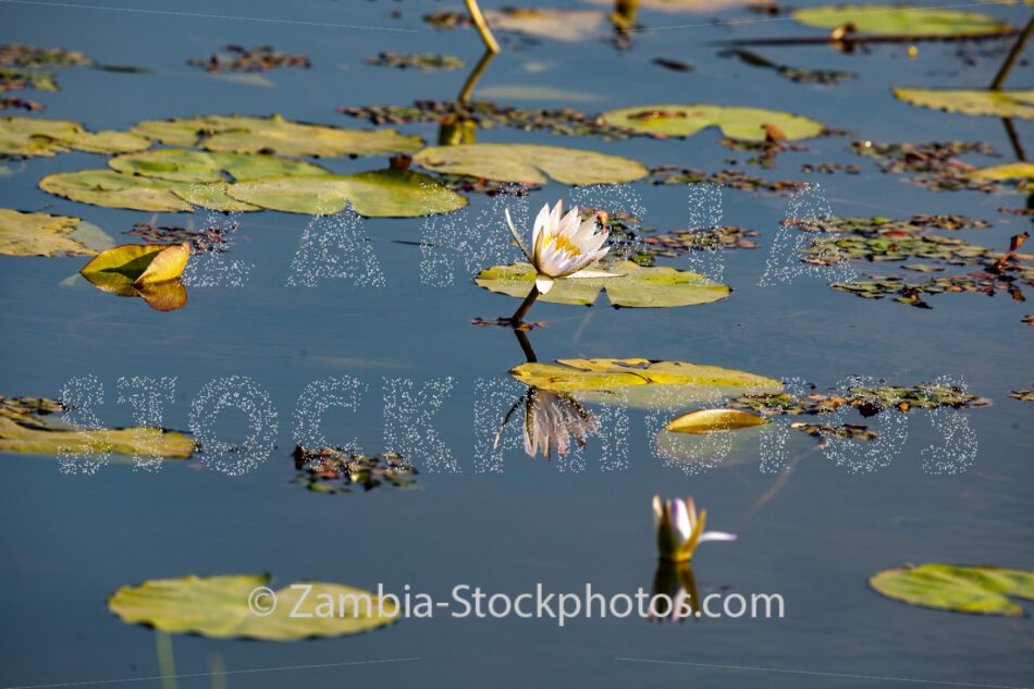 _KNP2433.jpg - Zamstockphotos.com