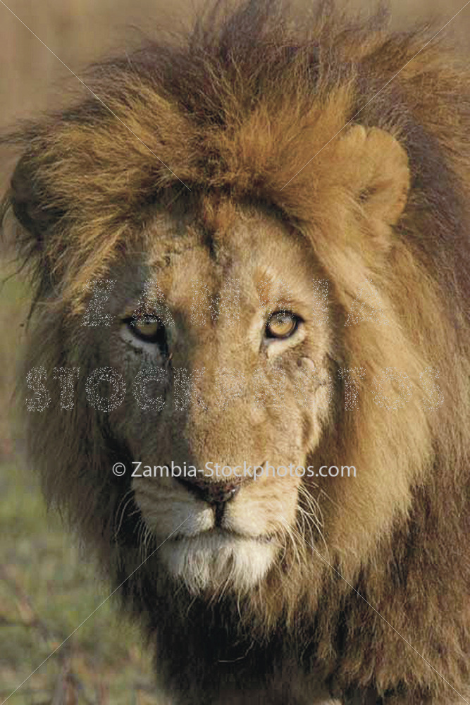 Lion-head.jpg - Zamstockphotos.com