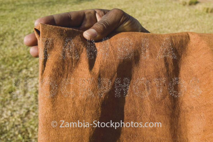 bark cloth.jpg - Zamstockphotos.com