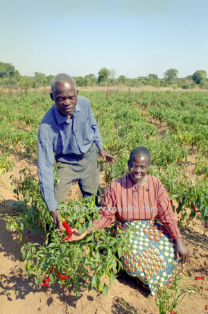 Rural farmers.jpg - zambia-stockphotos.com