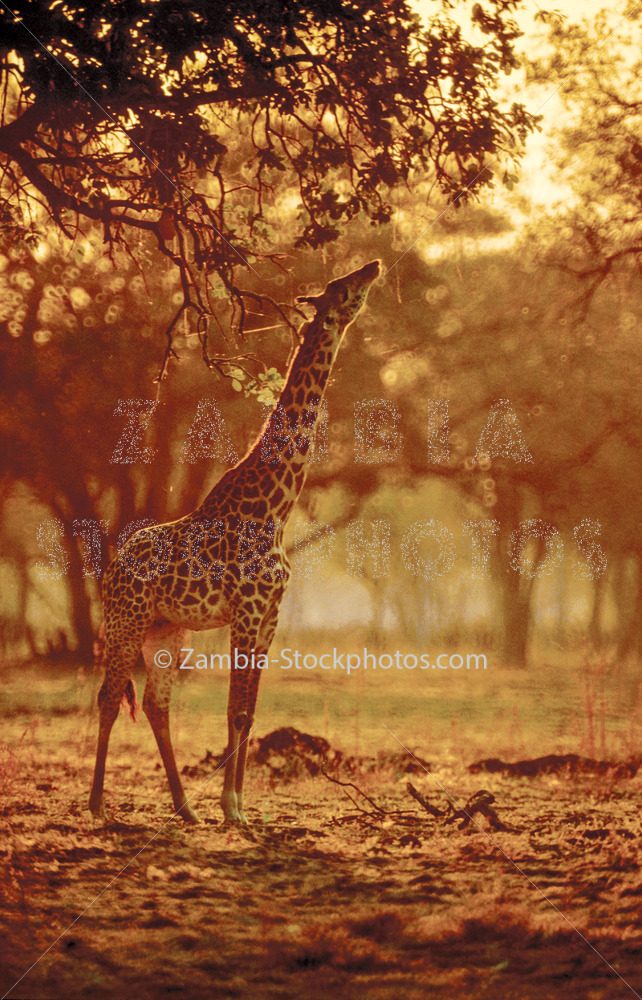 Giraffe2.jpg - Zamstockphotos.com