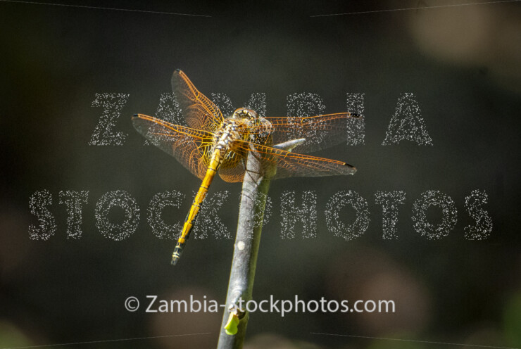005 Red-winged Dropwing, Trithemis arteriosa.jpg - Zamstockphotos.com