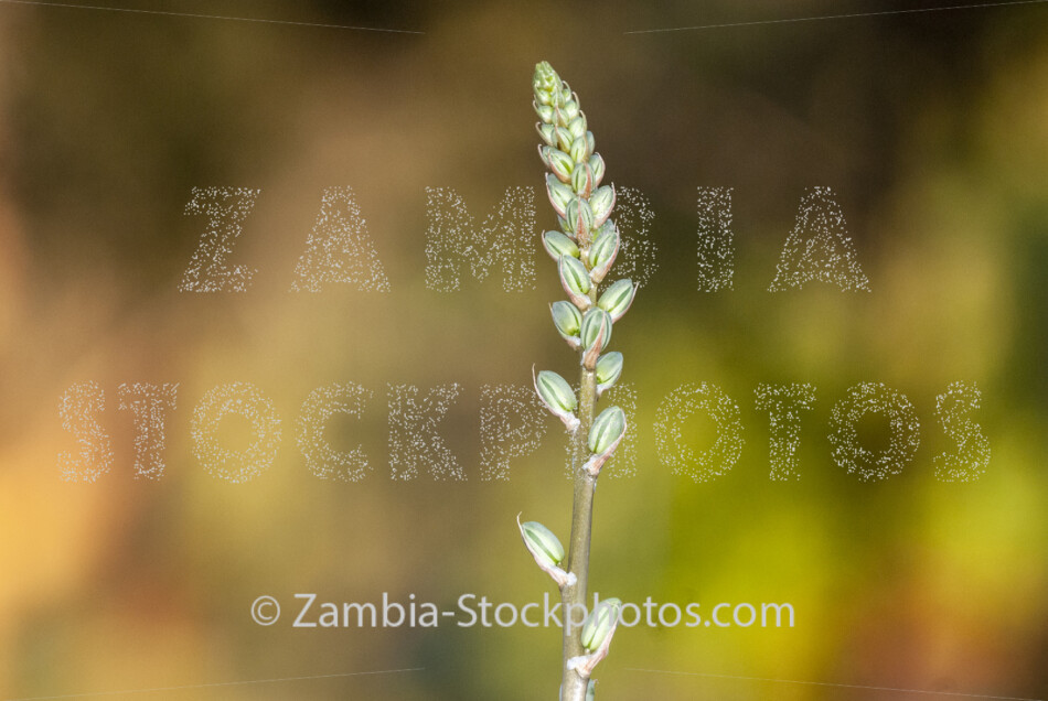 020 Albuca abyssinica buds.jpg - Zamstockphotos.com
