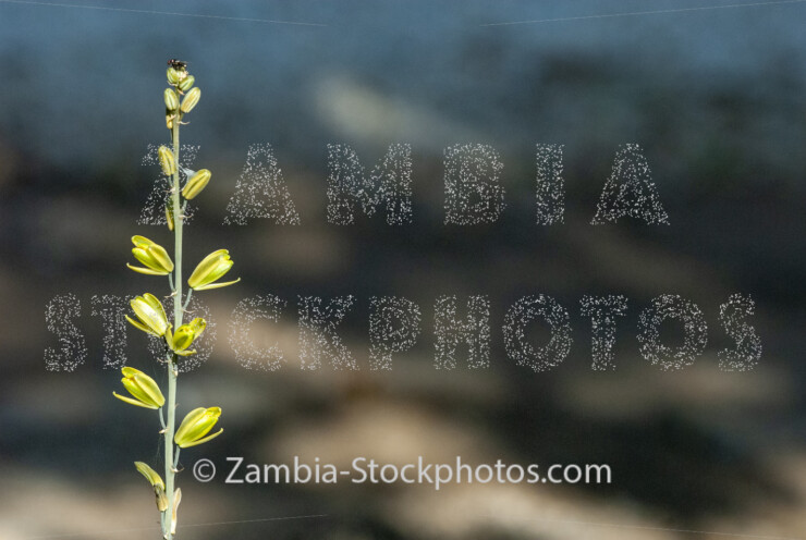 021 Albuca abyssinica, flowers.jpg - Zamstockphotos.com