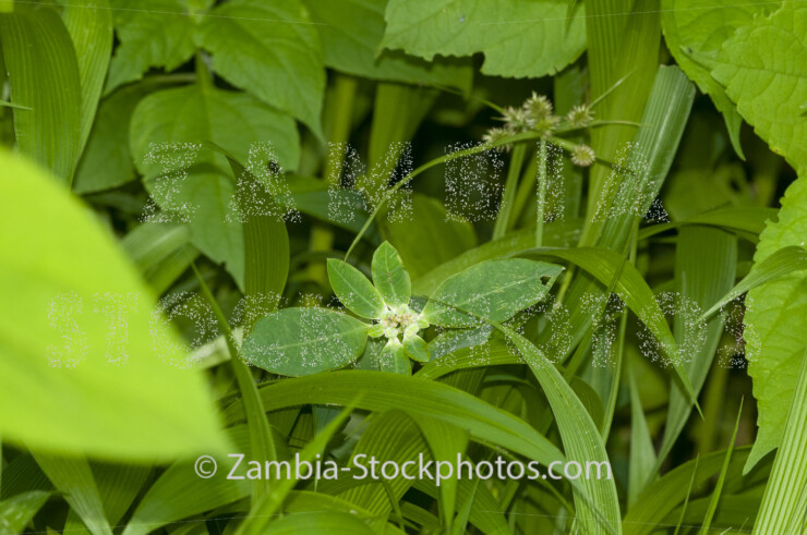 023 Euphorbia heterophilla.jpg - Zamstockphotos.com