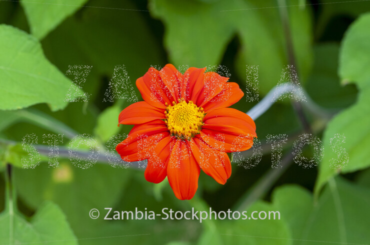 030 Red sunflower flower, Tithonia rotundifolia.jpg - Zamstockphotos.com