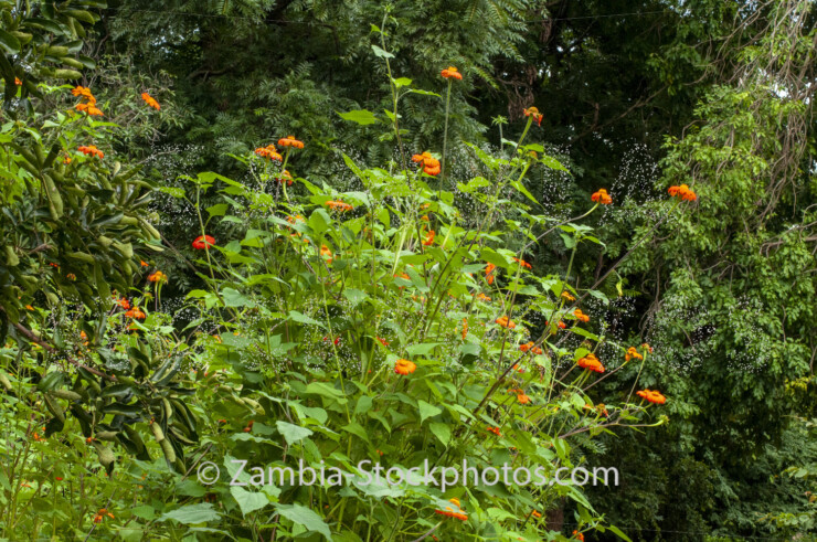 032 Red sunflower, long view, Tithonia rotundifolia.jpg - Zamstockphotos.com