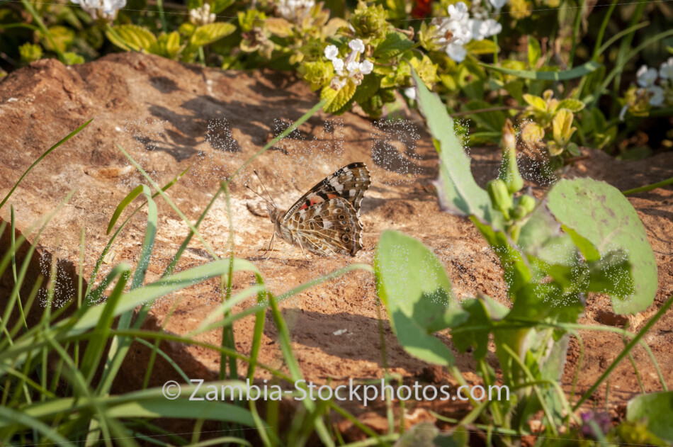 038 Painted Lady, Vanessa cardui, VANESSA.jpg - Zamstockphotos.com