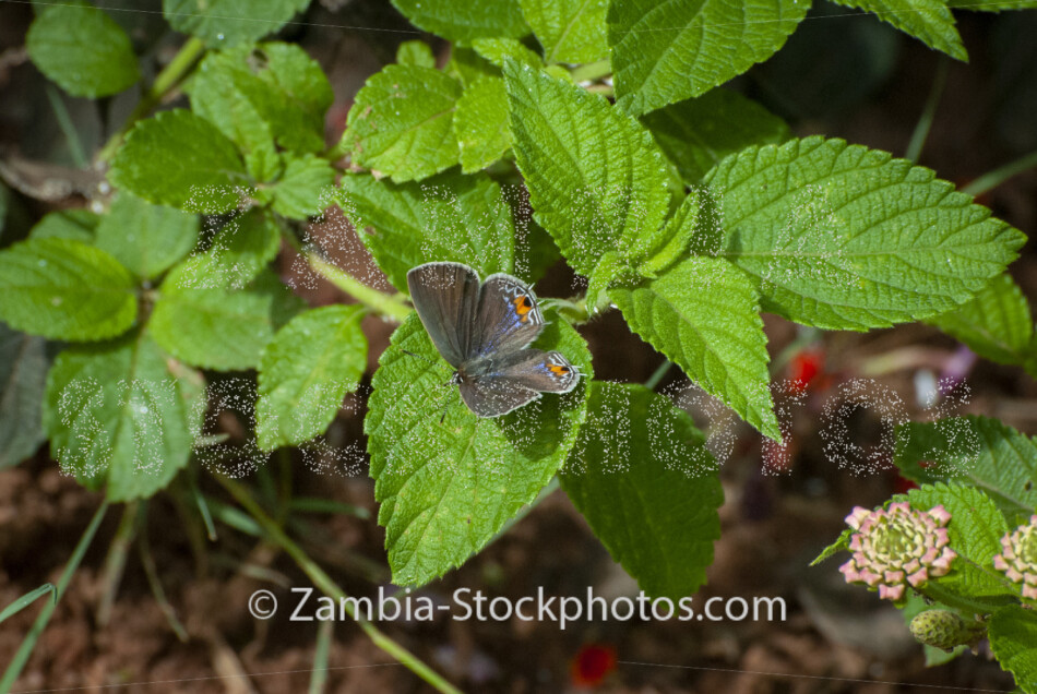 041 Red Spot Hairtail, male, Anthene lunulata, LYCAENIDAE.jpg - Zamstockphotos.com