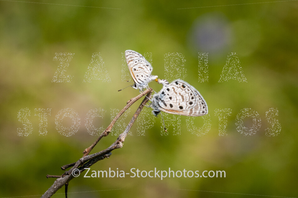 042 Topaz-spotted Blue, Azanus jesous, LYCAENIDAE.jpg - Zamstockphotos.com