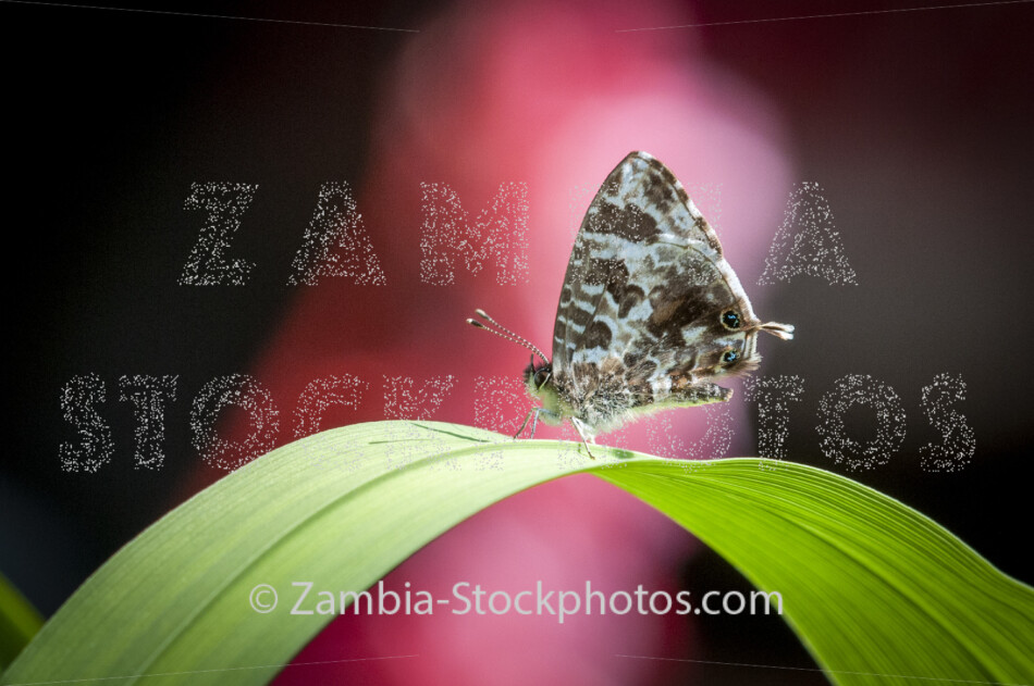 046 Bush Bronze, male, Cacyreus lingeus, LYCAENIDAE.jpg - Zamstockphotos.com