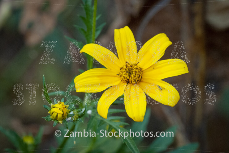 052 Mexican sunflower flower, Tithonia diversifolia.jpg - Zamstockphotos.com