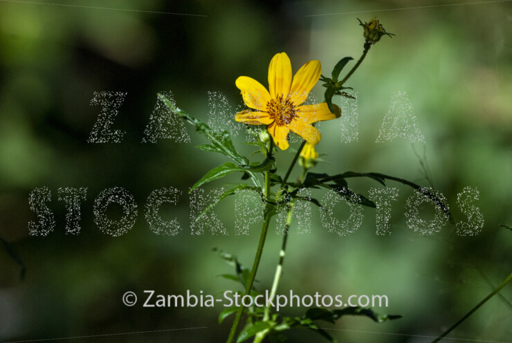 053 Mexican sunflower, plant, Tithonia diversifolia.jpg - Zamstockphotos.com