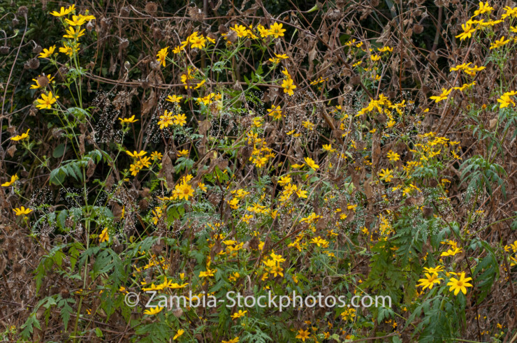 054 Mexican sunflower, long shot, Tithonia diversifolia.jpg - Zamstockphotos.com