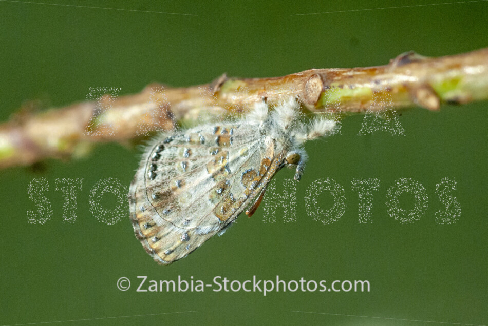 056 Common Woolly Legs, Lachnocnema bibulus, LYCAENIDAE.jpg - Zamstockphotos.com